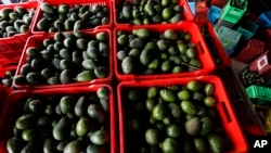 FILE - Crates filled with avocados are seen at a packing warehouse in Ziracuaretiro, Michoacan, October 2, 2019.