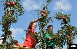 FILE - Seasonal Ukrainian workers pick up apples at an apple orchard near Leczyszyce, Poland, Sept. 3, 2014.