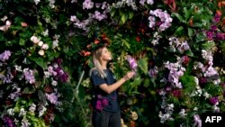 Seorang karyawan di antara bunga anggrek saat berlangsungnya 'Festival Anggrek' di Royal Botanic Gardens di Kew, London barat, 8 Februari 2018. (Justin TALLIS / AFP)