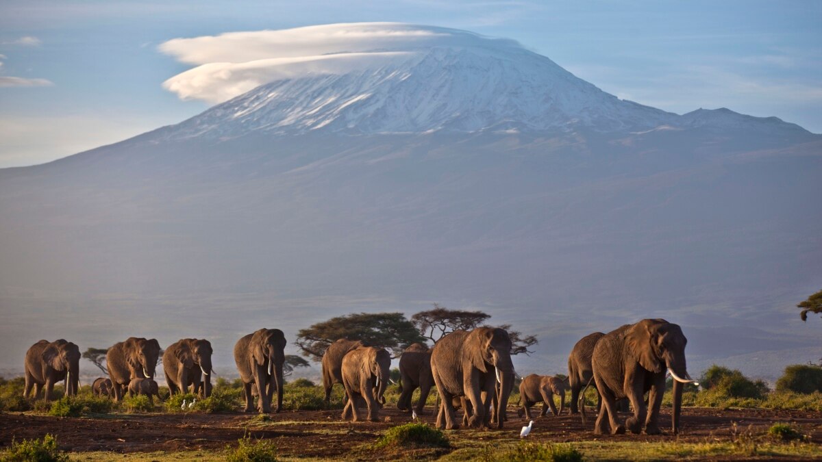 DNA Analysis of Elephant Ivory Reveals Trafficking Networks - Vimarsana News
