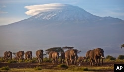 FILE - A herd of adult and baby elephants walks in the dawn light as the highest mountain in Africa, Tanzania's Mount Kilimanjaro, is seen in the background, in Amboseli National Park, southern Kenya, Dec.17, 2012.