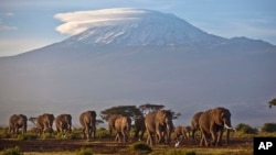 FILE - A herd of adult and baby elephants walks in the dawn light as the highest mountain in Africa, Tanzania's Mount Kilimanjaro, is seen in the background, in Amboseli National Park, southern Kenya, Dec.17, 2012. 