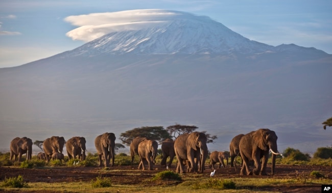 FILE - A herd of adult and baby elephants walks in the dawn light as the highest mountain in Africa, Tanzania's Mount Kilimanjaro, is seen in the background, in Amboseli National Park, southern Kenya, Dec.17, 2012.