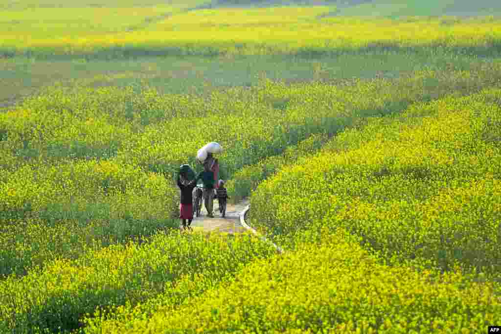 Villagers pass through a mustard field in Jhusi area, in Allahabad, India.
