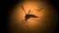 FILE - An Aedes aegypti mosquito known to carry the Zika virus, is photographed through a microscope in Brazil, Jan. 27, 2016. The first case of Zika in Texas, likely spread by a local mosquito, was confirmed, Monday, Nov. 28, 2016.