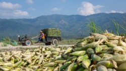 16 de octubre: Día Mundial de la Alimentación