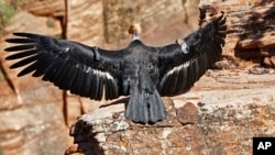 In this May 13, 2019 file photo provided by the National Park Service a female condor takes flight in Zion National Park, Utah.