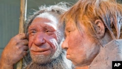 FILE - The March 20, 2009 file photo shows the prehistoric Neanderthal man "N, left, as he is visited for the first time by another reconstruction of a homo neanderthalensis called "Wilma", right, at the Neanderthal museum in Mettmann, Germany. 