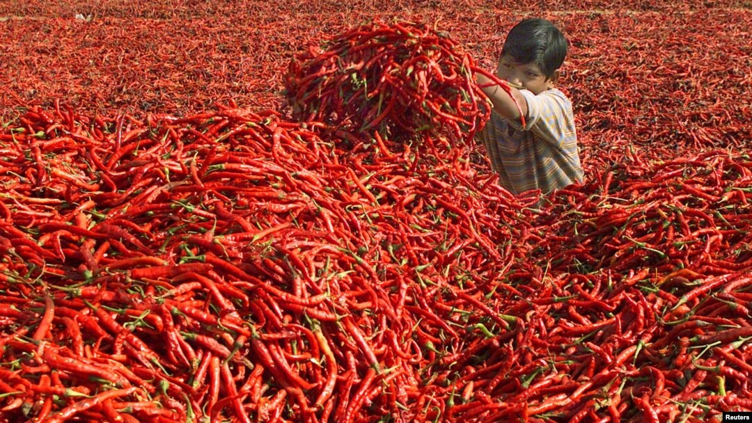 Seperti pernah terjadi sebelumnya, harga cabai di Indonesia kembali melonjak (foto: ilustrasi).