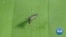 Brazilian Researchers Modernize Mosquito Traps