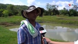 Más de cien mil familias colombianas han dejado cultivos de coca
