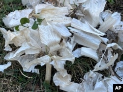 This Oct. 21, 2024, image provided by Jessica Damiano shows the papery skins of garlic bulbs sitting in a garden bed on Long Island, N.Y. Such debris should be removed to avoid attracting hungry wildlife. (Jessica Damiano via AP)