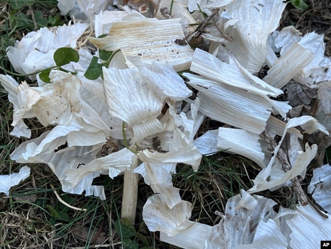 This Oct. 21, 2024, image provided by Jessica Damiano shows the papery skins of garlic bulbs sitting in a garden bed on Long Island, N.Y. Such debris should be removed to avoid attracting hungry wildlife. (Jessica Damiano via AP)