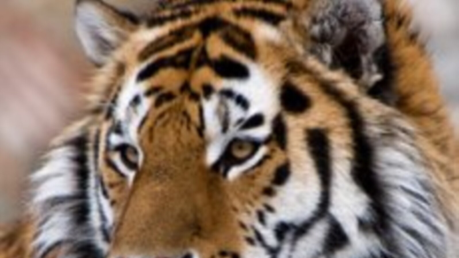 Asian Officials Extend Lifeline For Wild Tigers