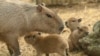 FILE - Capybara pups are pictured next to their mother at the Cali zoo, in Cali, Colombia, on Jan. 6, 2023. 