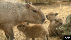 FILE - Capybara pups are pictured next to their mother at the Cali zoo, in Cali, Colombia, on Jan. 6, 2023. 