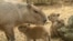 FILE - Capybara pups are pictured next to their mother at the Cali zoo, in Cali, Colombia, on Jan. 6, 2023. 