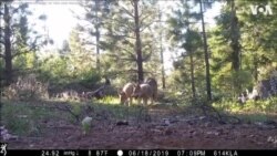 Կալիֆոռնիայի մոխրագույն գայլերի վերջին ոհմակը համալրվել է երեք ձագերով