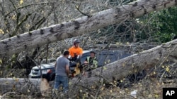 Sejumlah petugas lokal setempat tampak memotong batang pohon yang rubuh yang menimpa sebuah restoran Taco Bell di Issaquah, Washington, pada 20 November 2024 setelah "bomb cyclone" membawa angin kencang ke area tersebut. (Foto: AP/Manuel Valdes)