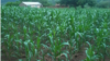 Maize is Zimbabwe's staple food.