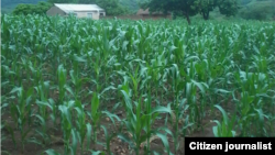 Maize is Zimbabwe's staple food.