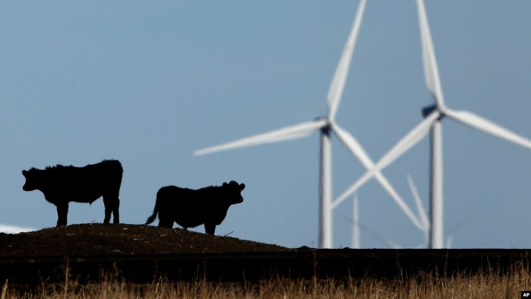 FILE - Cattle graze in a pasture against a backdrop of wind turbines near Vesper, Kan., in this 2015 photo.