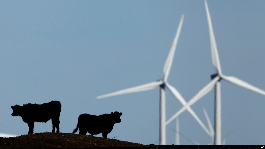 FILE - Cattle graze in a pasture against a backdrop of wind turbines near Vesper, Kansas, in this 2015 photo.