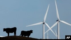 FILE - Cattle graze in a pasture against a backdrop of wind turbines near Vesper, Kansas, in this 2015 photo.