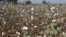  A Bt cotton field in the state of Maharashtra in India. (Matin Qaim) 