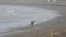 A surfer walks alone on Katase Kaigan beach in Fujisawa, near Tokyo, July 7, 2020. 