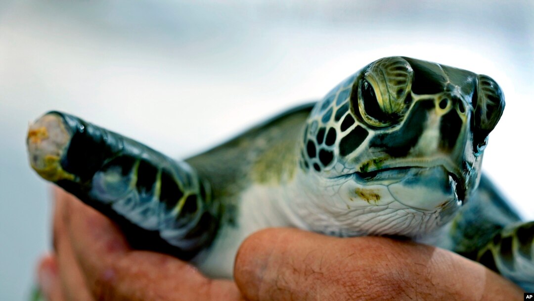 Plastic Pollution at Sea Reaches Worrying Level Plastic Pollution at Sea Reaches Worrying Level