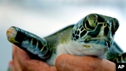 An employee holds a green sea turtle with an amputated flipper, after it was rescued from entanglement in marine debris, at the Khor Kalba Conservation Reserve in the city of Kalba, on the east coast of the United Arab Emirates, Tuesday, Feb. 1, 2022. 