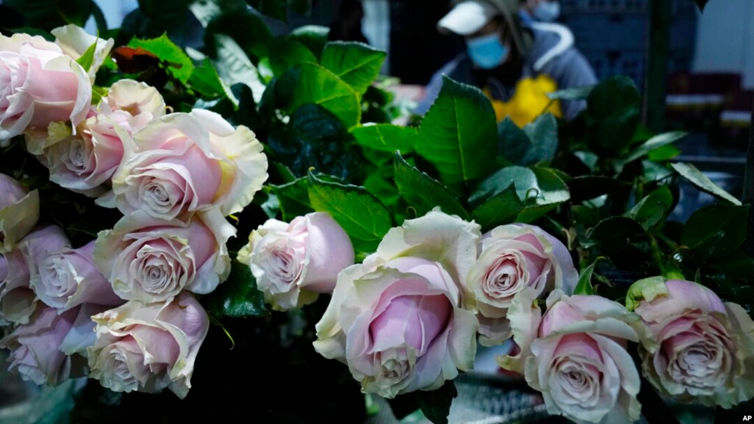 Un trabajador clasifica flores en la planta empacadora de Sacha Rose en Pifo, Ecuador, el 2 de febrero de 2022. 