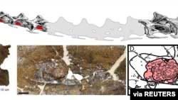 This handout picture shows abnormal bony growths shown in the fossilized vertebrae of a sauropod dinosaur that lived in what is now Montana 150-million-years-ago. (Handout via REUTERS)