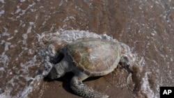 A dead green sea turtle washes up on the beach in the Khor Kalba Conservation Reserve, in the city of Kalba, on the east coast of the United Arab Emirates, Tuesday, Feb. 1, 2022.