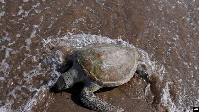 A dead green sea turtle washes up on the beach in the Khor Kalba Conservation Reserve, in the city of Kalba, on the east coast of the United Arab Emirates, Tuesday, Feb. 1, 2022.