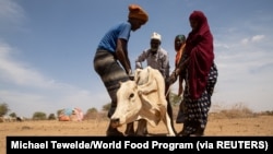 Residents attempt to assist a cow affected by the drought situation in Adadle district, Biyolow Kebele in Somali region of Ethiopia, in this undated handout photograph.