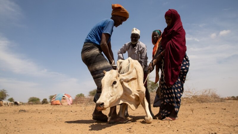 Scientific Meeting Focuses on Impacts, Adaptation, Vulnerability to Climate Change