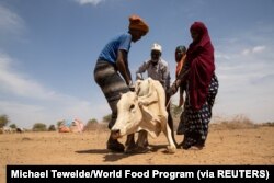 Warga berusaha membantu seekor sapi yang terkena dampak kemarau di distrik Adadle, Biyolow Kebele, wilayah Somalia di Ethiopia, dalam foto selebaran tak bertanggal ini. (Michael Tewelde/Program Pangan Dunia/Handout via REUTERS)