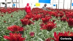 Muchas de las flores que llegarán a Estados Unidos para la celebración de San Valentín, la próxima semana, pasaron por las manos de migrantes venezolanos en Colombia. [Cortesía]