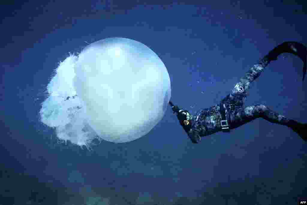 A free-diver swims near a big jellyfish off the coast of Lebanon&#39;s northern city of Batroun.