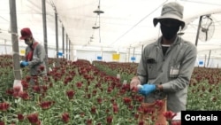 El Día de San Valentín ofreció empleo a migrantes venezolanos en el sector de la floricultura en Colombia. [Archivo]
