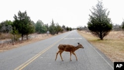 In this file photo, a deer crosses Atlantic Drive inside the Gateway National Recreation Area - Sandy Hook, N.J., Jan. 3, 2019, in Highlands, N.J. (AP Photo/Julio Cortez, File)