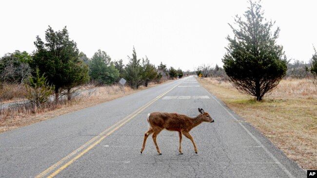 In this file photo, a deer crosses Atlantic Drive inside the Gateway National Recreation Area - Sandy Hook, N.J., Jan. 3, 2019, in Highlands, N.J. (AP Photo/Julio Cortez, File)