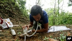 Dumas Galvez, a researcher of the Smithsonian Tropical Research Institute, collects ants from a nest in Paraiso, Panama, April 13, 2021. (AP Photo/Arnulfo Franco)
