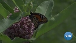 Trump Under Fire Over Move to Weaken Endangered Animals Law