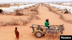 FILE - A Somali refugee drives his donkeys at Kobe refugee camp, 60km (37 miles) from Dolo Ado, near the Ethiopia-Somalia border.