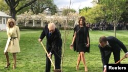 صدر ٹرمپ اور فرانس کے صدر میکرون وائٹ ہاؤس میں درخت لگا رہے ہیں (فائل فوٹو)