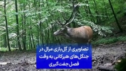 تصاویری از گِل‌بازی مرال در جنگل‌های هیرکانی به وقت فصل جفت‌گیری