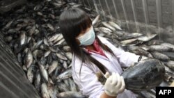 Повышенная радиация обнаружена в Японии в пищевых водорослях